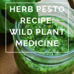 Herb Pesto Recipe: Wild Plant Medicine by Annie B Kay - anniebkay.com