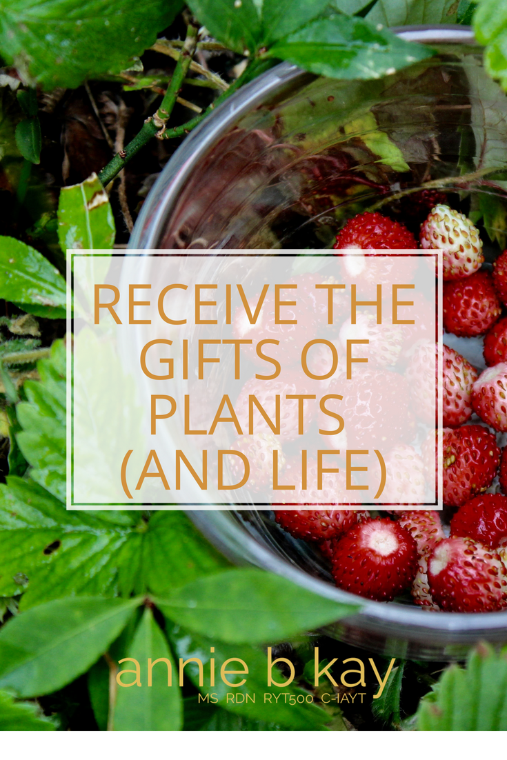 How to Receive the Gifts of Plants (and Life)