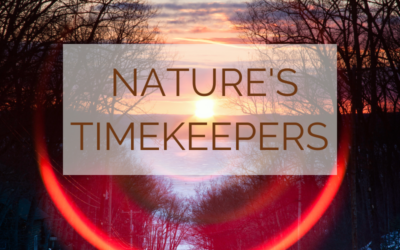 Nature’s Timekeepers: Solstice & Equinox, Breath & Circadian Rhythms