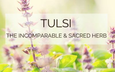 Tulsi: The Incomparable & Sacred Medicinal Herb