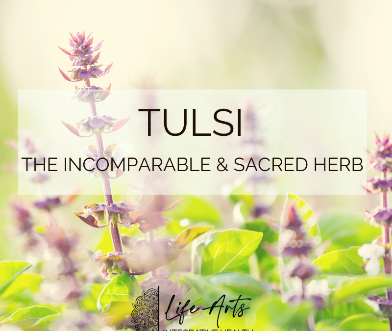 Tulsi: The Incomparable & Sacred Medicinal Herb