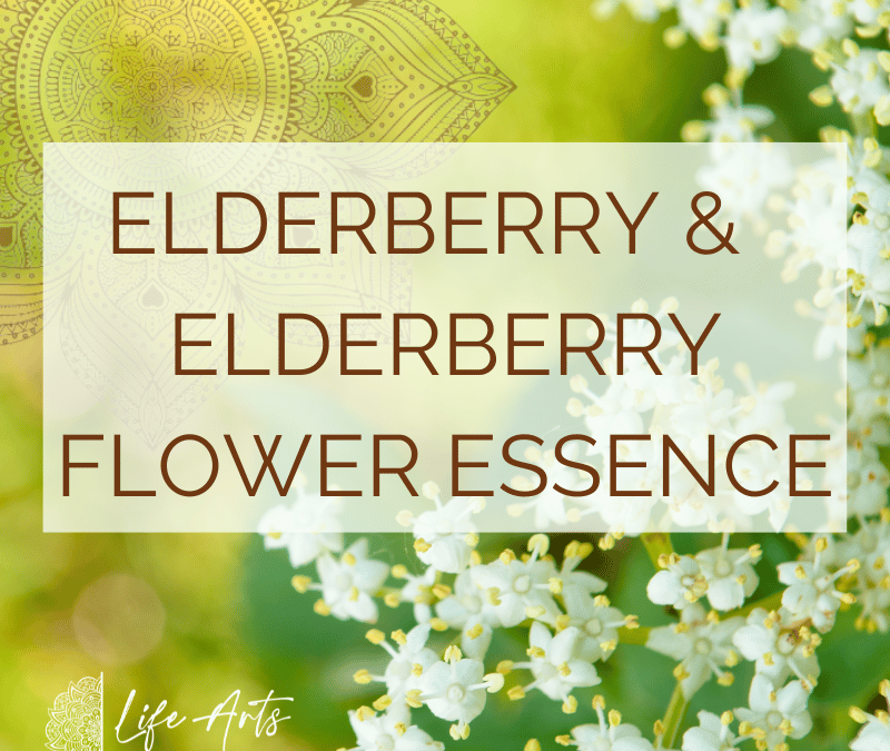 elderberry flower essence Annie B Kay Plant initiation